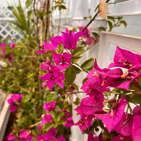 Vele Bianche Cosy Con Terrazza *