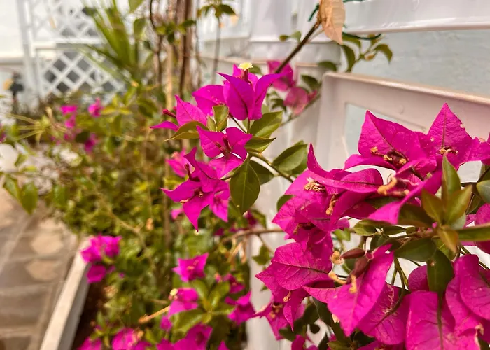 Vele Bianche Cosy Con Terrazza *